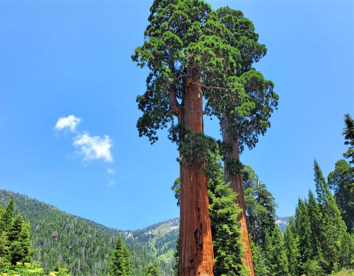 Sequoia Trails, Mountains, Fun & Relax Villa Ponderosa Buitenkant foto