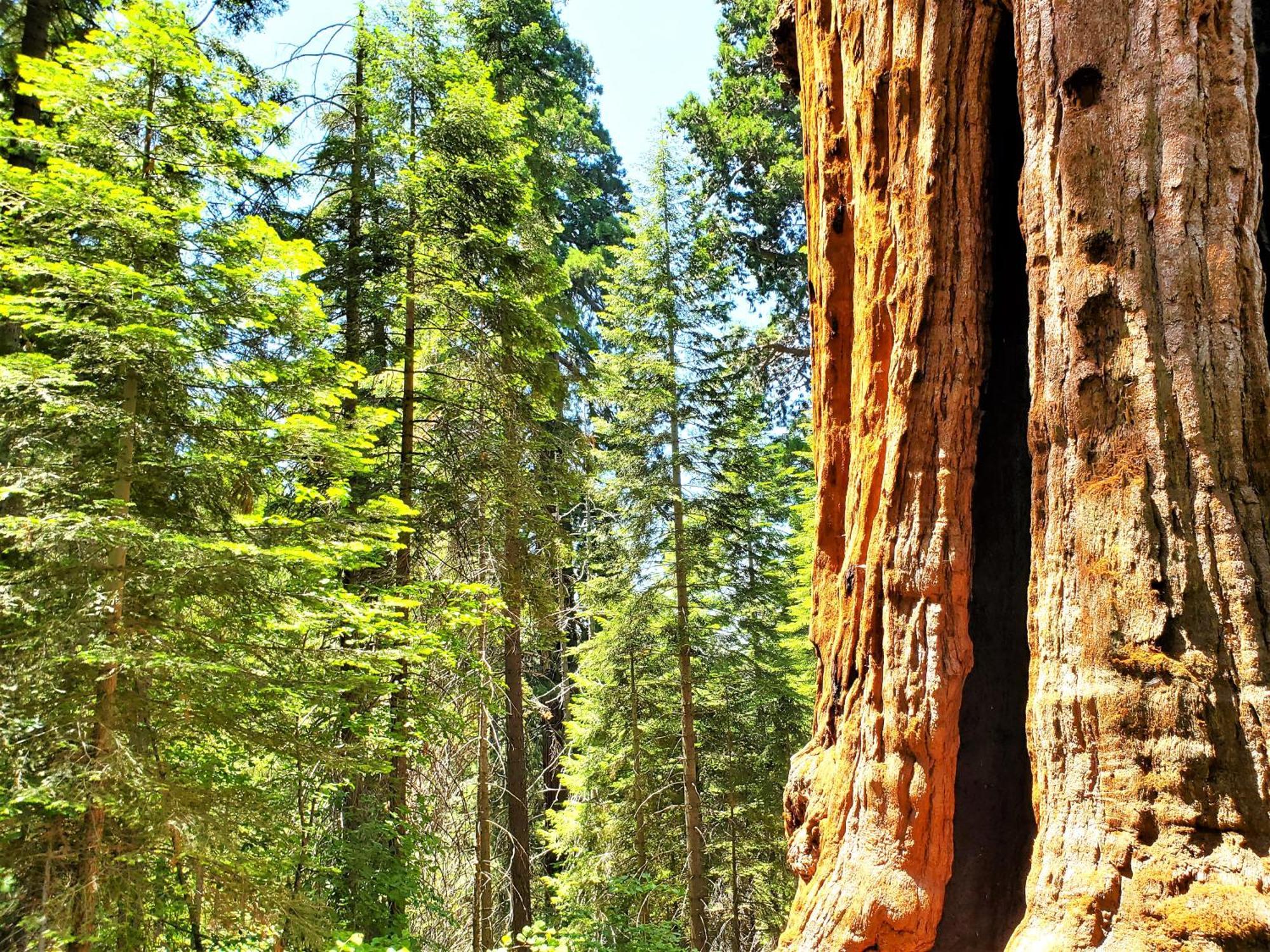 Sequoia Trails, Mountains, Fun & Relax Villa Ponderosa Buitenkant foto